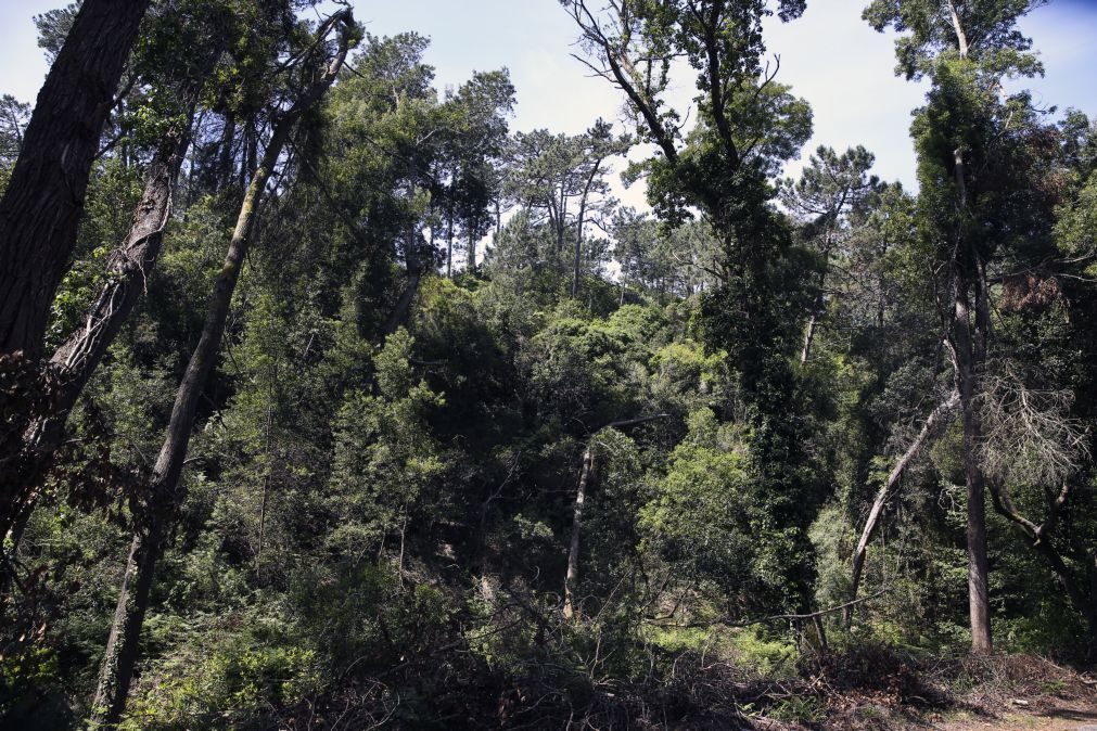 Governo avisa que limpeza de terrenos tem de ser feita até março