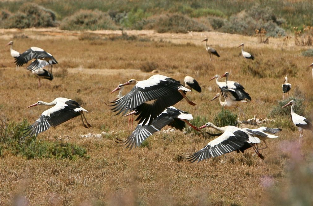 Bruxelas leva Portugal a tribunal por incumprimento da proteção de habitats