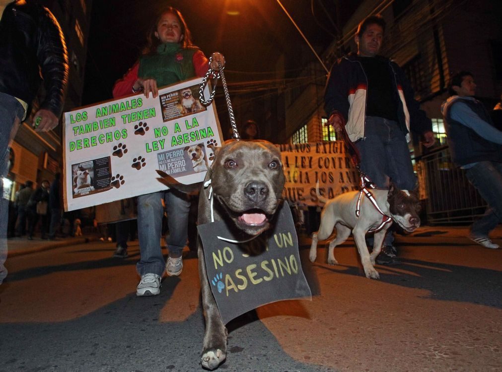 PSP vai fiscalizar segurança de animais de companhia e cães perigosos