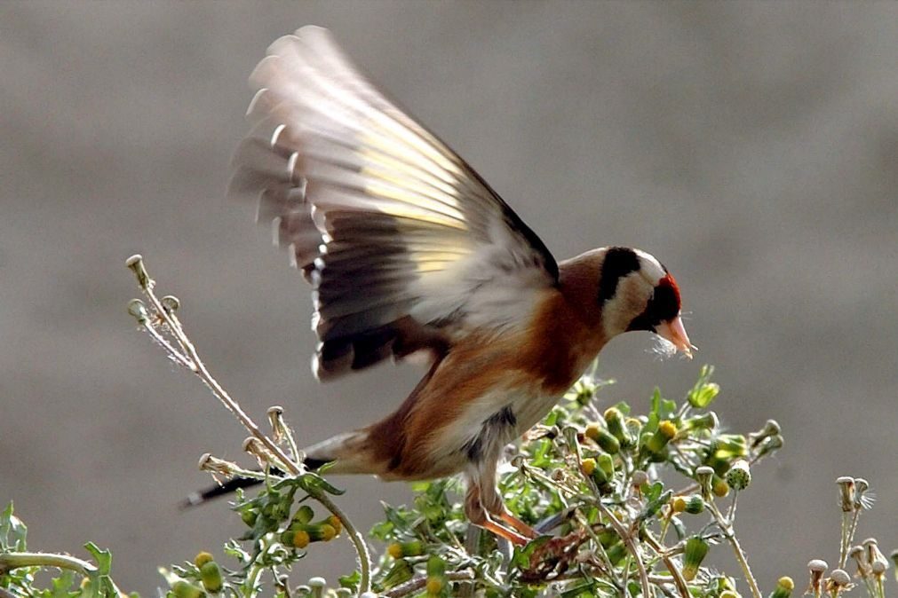 PSP deteve três indivíduos no Porto por venda ilegal de aves