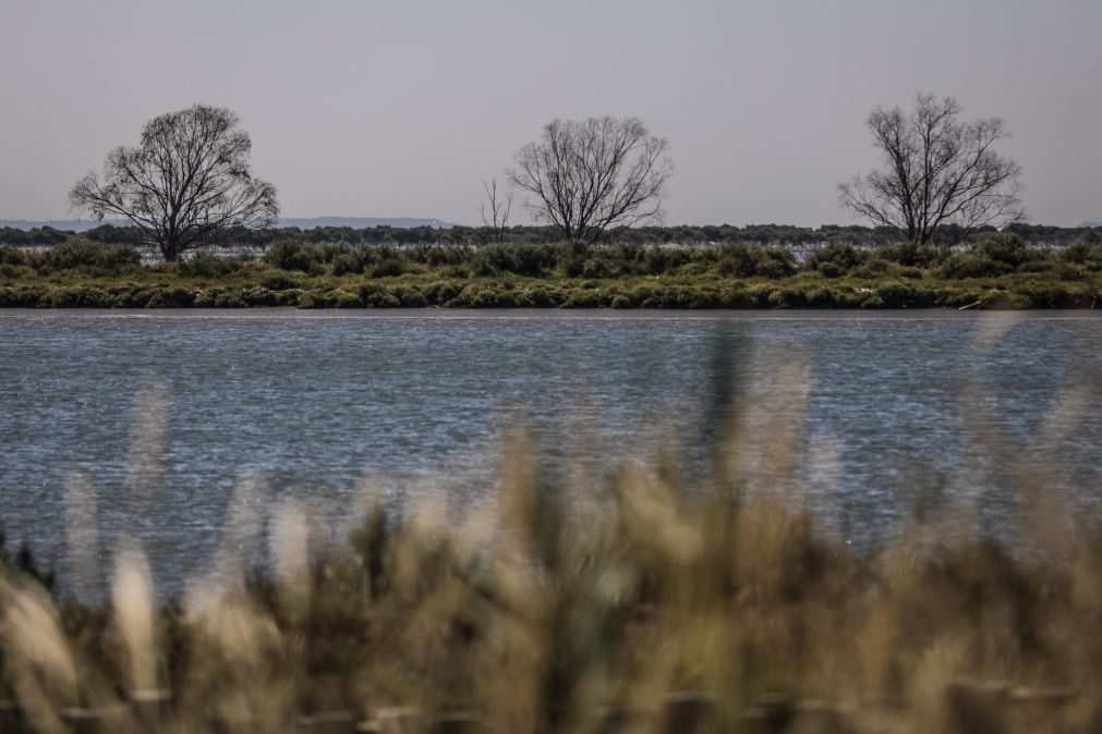 Agência Portuguesa do Ambiente quer licenças «mais dinâmicas» para descargas no rio Tejo