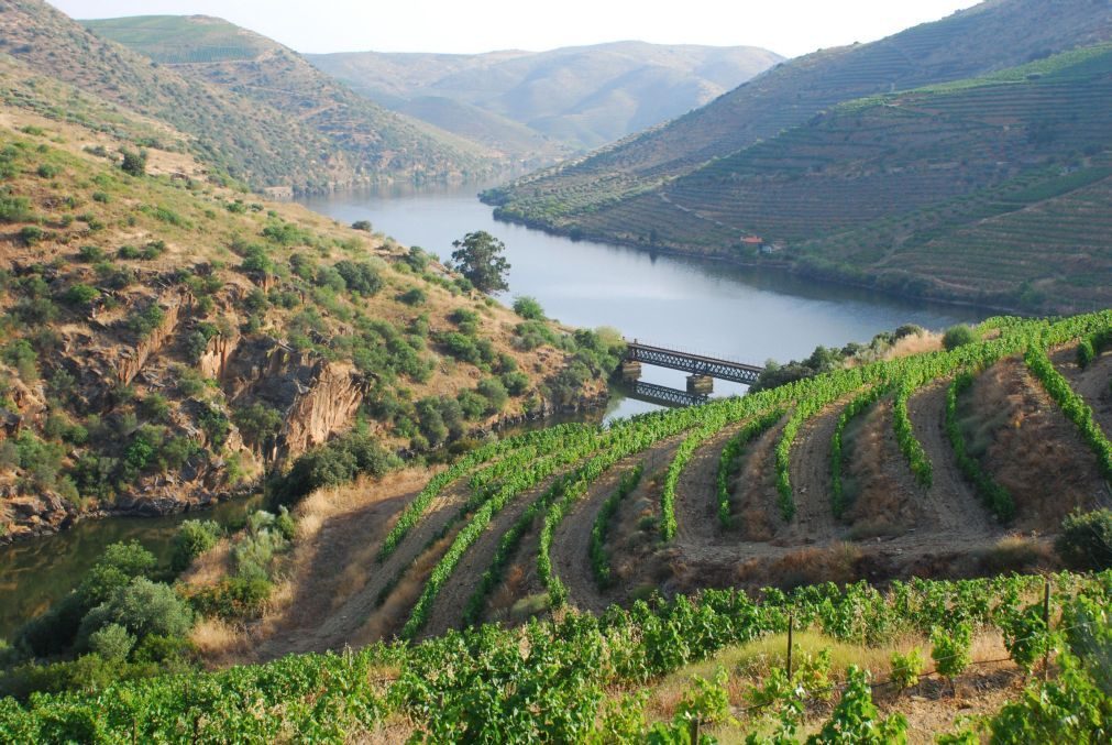 Vinhos do Douro bateram recordes de vendas em 2017