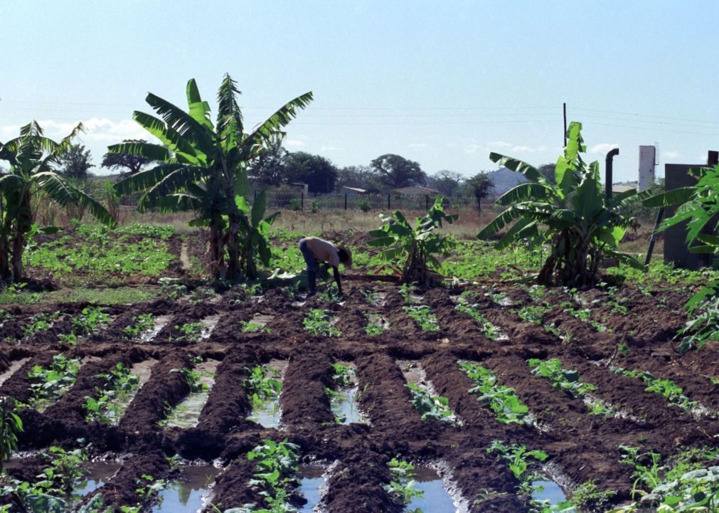 Governo moçambicano negoceia 64,9 ME com Banco Mundial para irrigação agrícola