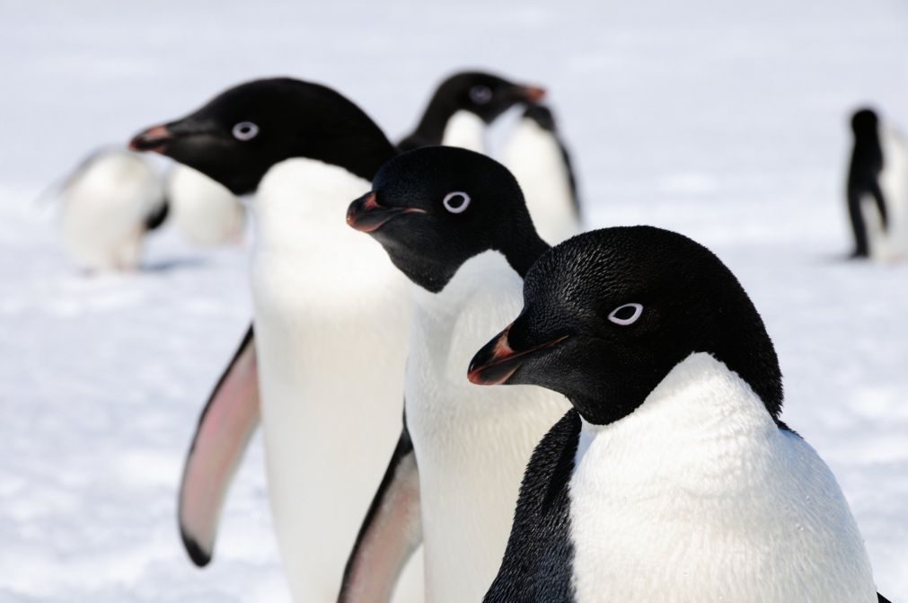 Glaciares antárticos «escondem» 1,5 milhões de pinguins