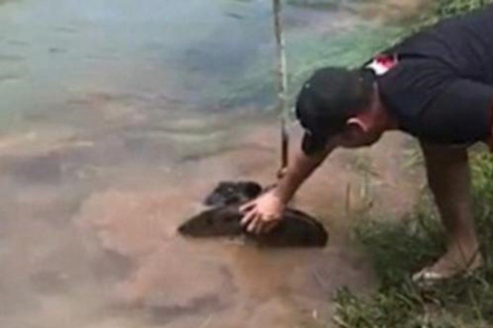 Cão arrastado para rio por cobra gigante resgatado com vida [vídeo]