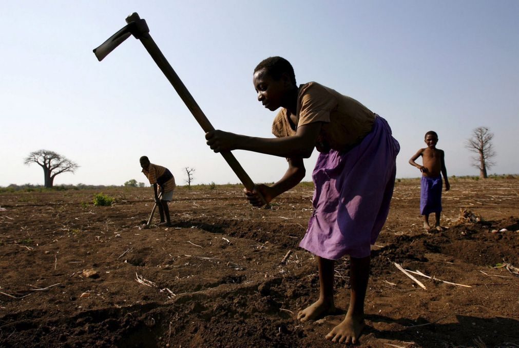 Administradores de sociedade estatal agrícola angolana detidos por desvio de dinheiro