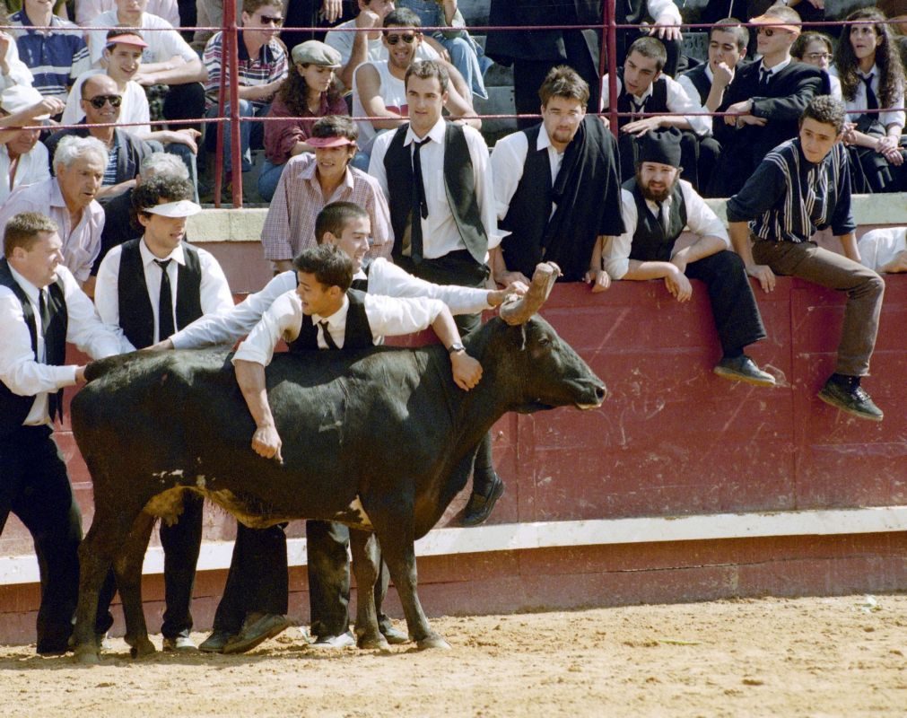 Continuidade da garraiada na Queima das Fitas de Coimbra vai hoje a referendo