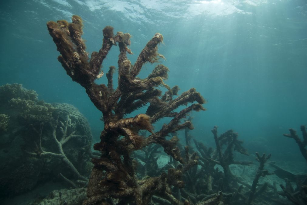 Cientistas querem devolver corais que deram à costa em praias do Algarve