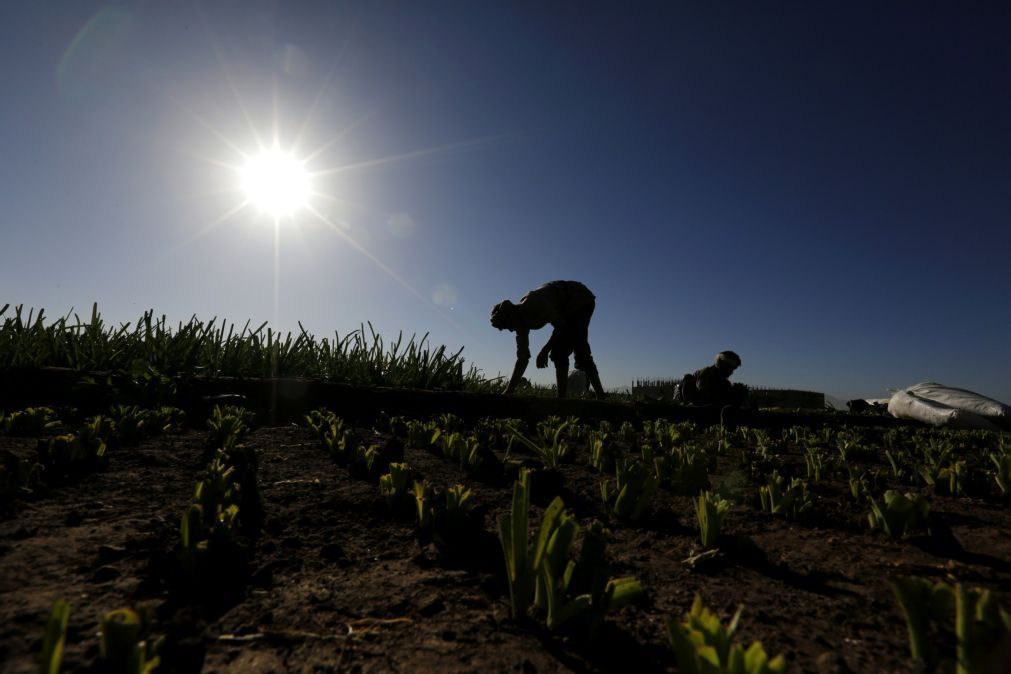 Incêndio destrói toneladas de ajuda alimentar no Iémen