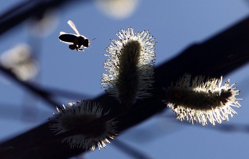 Aumentam as temperaturas e também (e muito) os níveis de pólen no ar