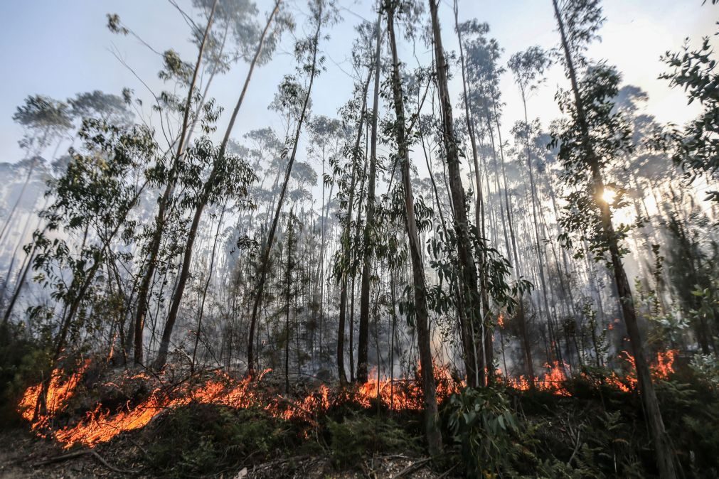 ALERTA | Quatro concelhos do distrito de Faro em risco muito elevado de incêndio