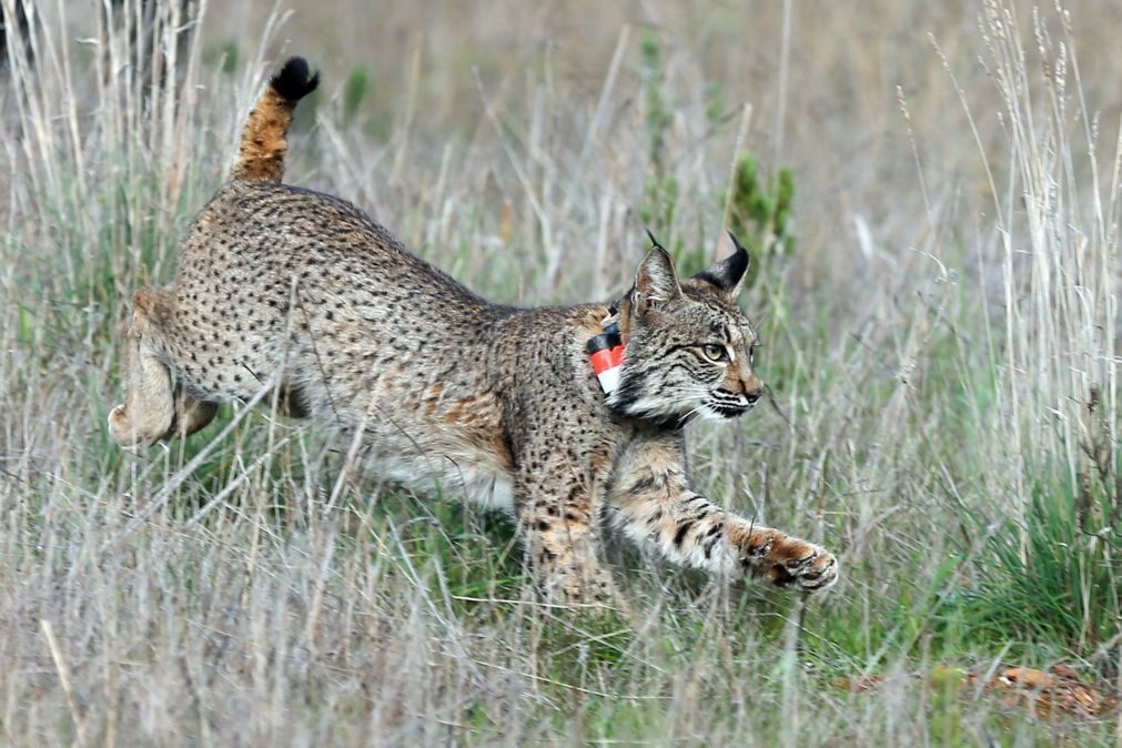 Lince-ibérico capturado em Barcelona vai ser libertado em Espanha ou em Portugal