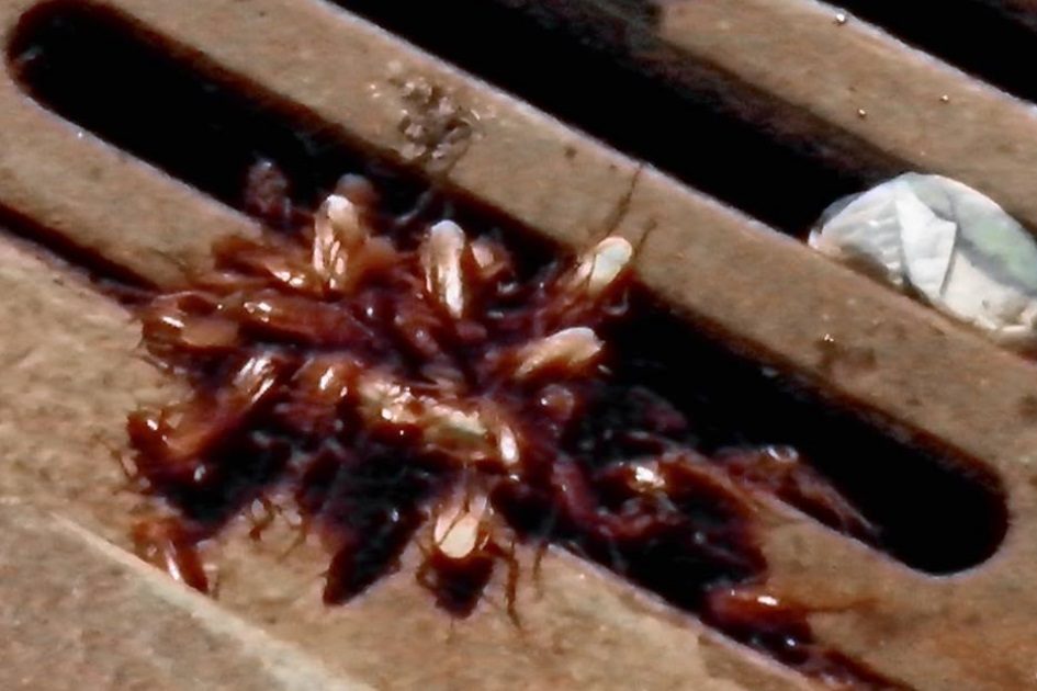 Baratas invadem bairro em Portimão, população não aguenta mais