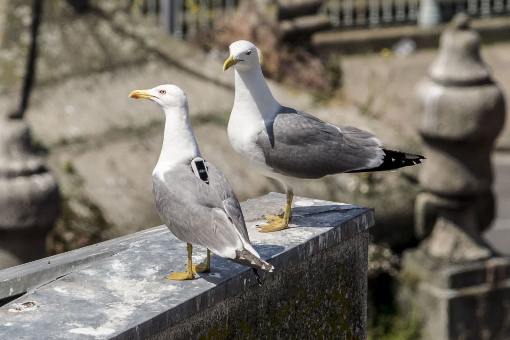 Gaivotas são problema de saúde pública e é preciso prevenir, alerta especialista