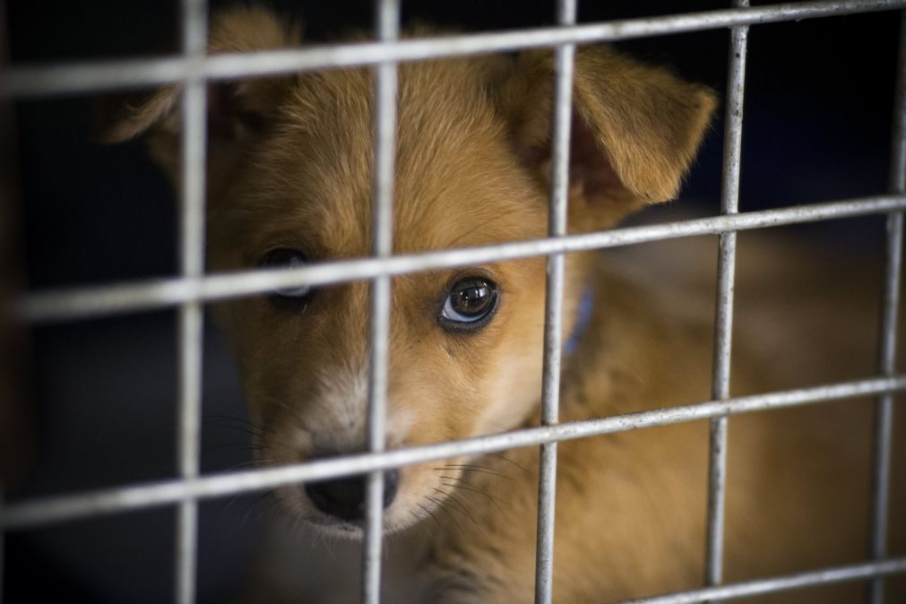 PAN quer criminalizar confinamento excessivo e maus tratos psicológicos a animais