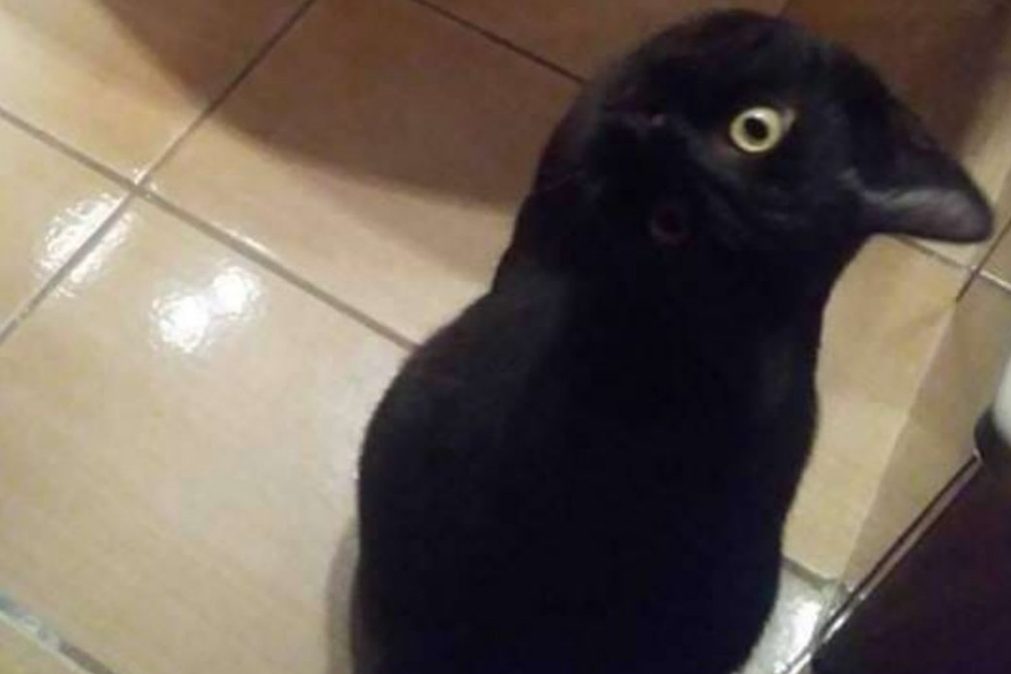 Nova confusão na Internet. O que vê na foto? Um gato ou um corvo?