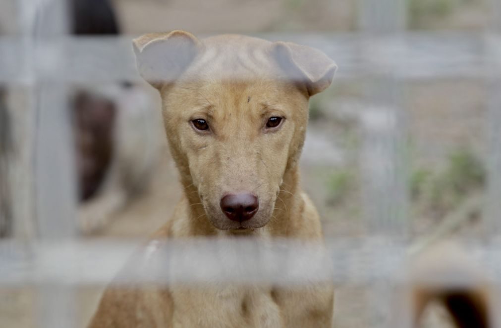 Três cães vítimas de maus-tratos resgatados em Viseu. Mulher constituída arguida
