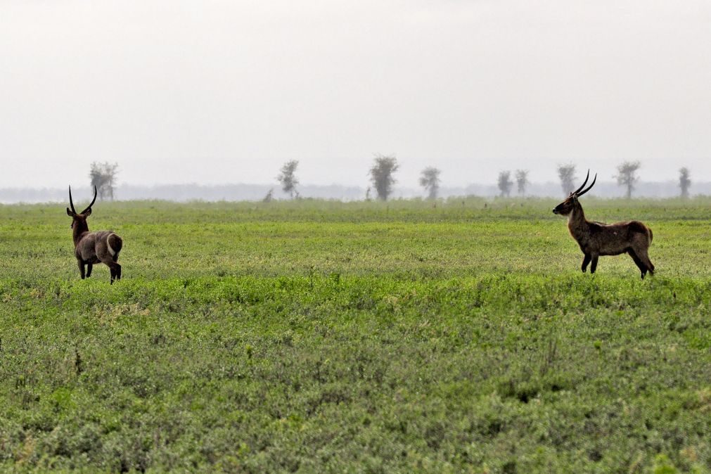 Parque Nacional de Gorongosa anuncia reabertura em maio após passagem de ciclone