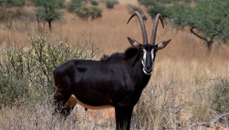 Palanca Negra Gigante reduzida a 200 animais e em risco de extinção