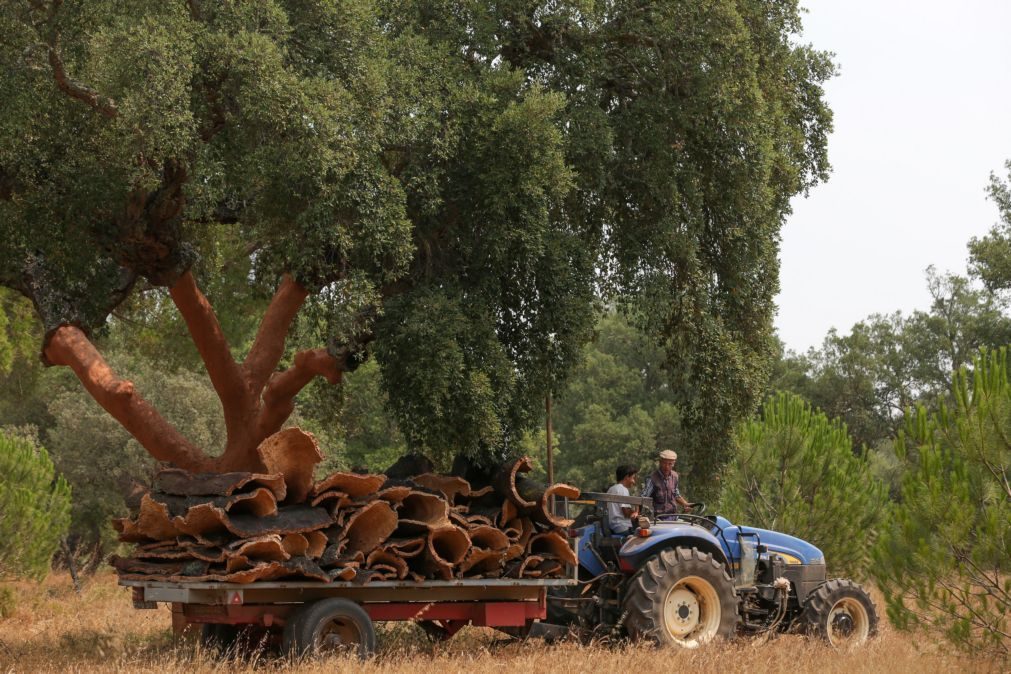 Couro vegan a partir de serradura, cortiça e borras de café chega ao mercado em 2020