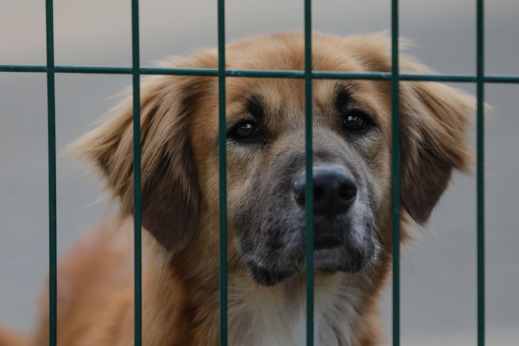 O que diz a lei sobre a denúncia de animais em risco de vida