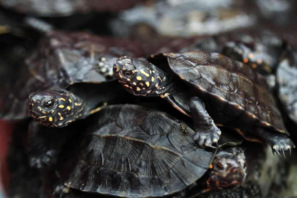 Milhares de animais selvagens apreendidos em operação mundial