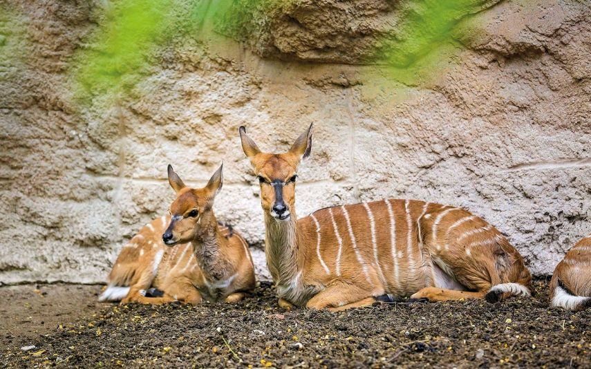 Jardim Zoológico de Lisboa | Uma arca de Noé no coração da capital