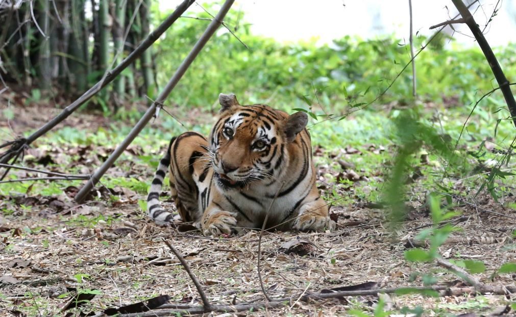 Covid-19: Jardim Zoológico na Alemanha poderá ter de matar animais para alimentar outros