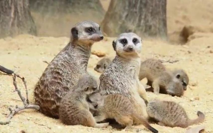 Jardim Zoológico de Lisboa Conheça as novas crias de Suricata (vídeo)