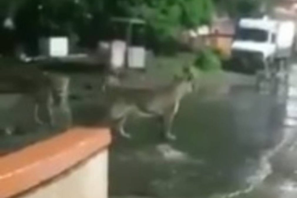 Leoas invadem zona residencial e moradores ficam presos em casa [vídeo]