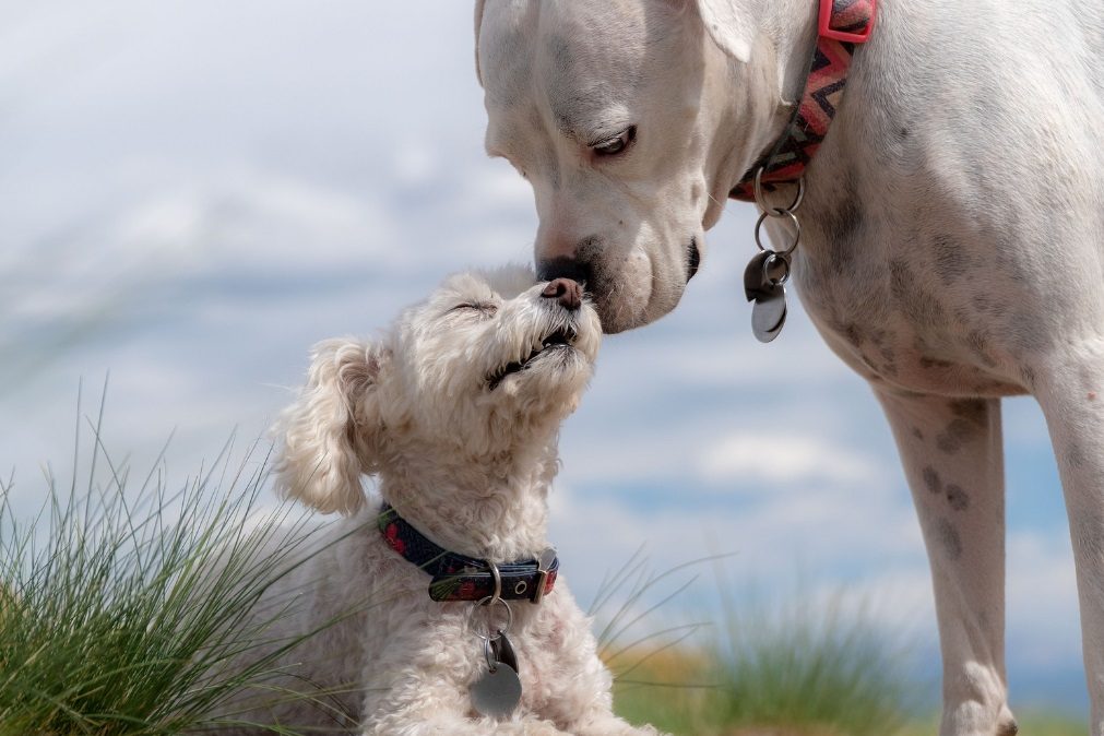 Falso veterinário matava cães e partilhava nas redes sociais