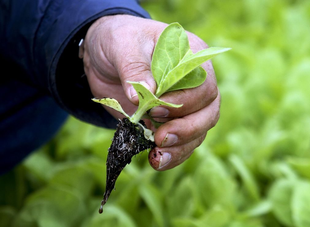 Jovens agricultores têm até hoje para se candidatar a prémio à instalação