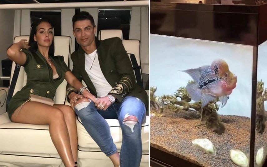 Georgina Rodriguez e Cristiano Ronaldo têm estranho peixe que é um amuleto da sorte