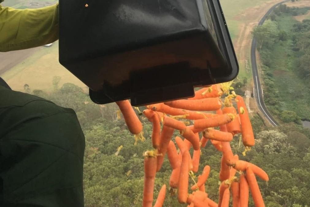 Austrália. Helicópteros lançam quilos de cenouras e batatas para alimentar animais em zonas ardidas