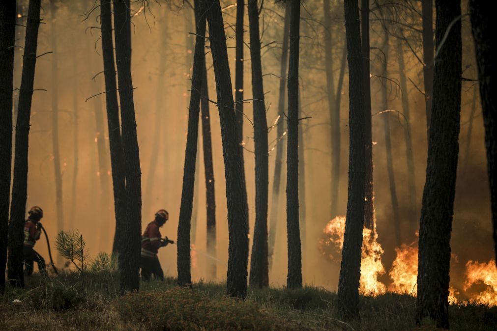 Cerca de uma centena de concelhos de 14 distritos em risco máximo de incêndio