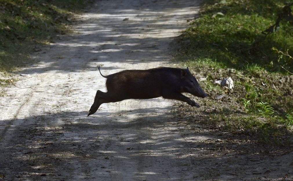 Alemanha regista primeiro caso de peste suína africana