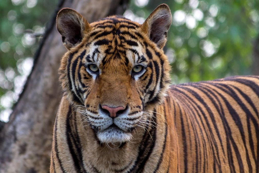 Tigre à solta no jardim zoológico