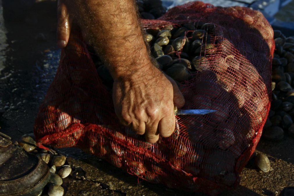 Polícia Marítima apreendeu bivalves contaminados em Aveiro