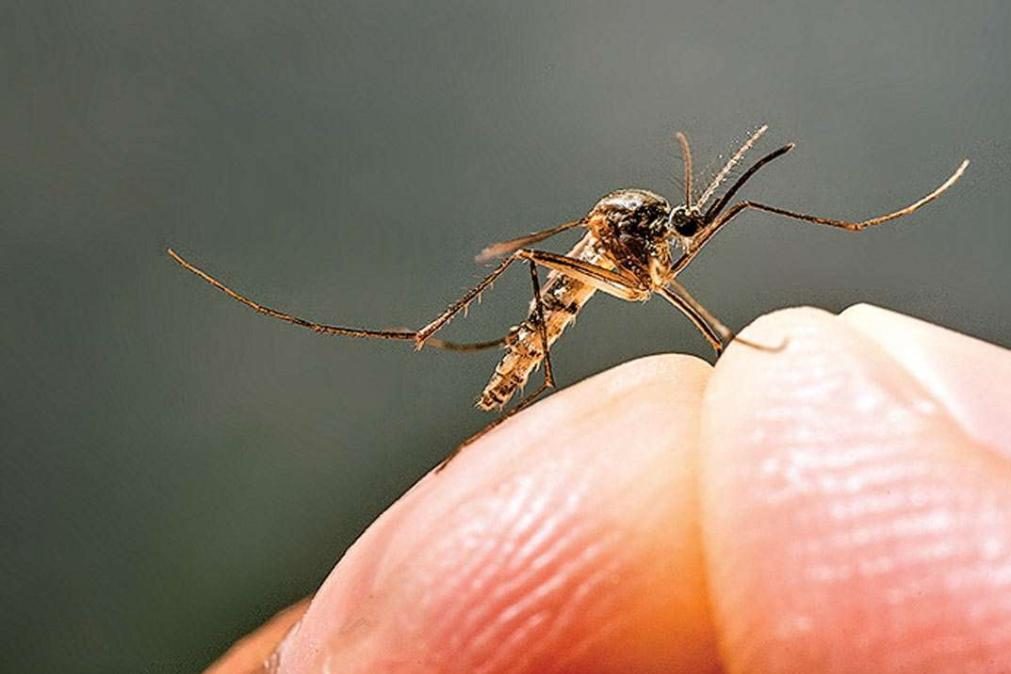 É por este motivo que os mosquitos picam mais umas pessoas do que outras