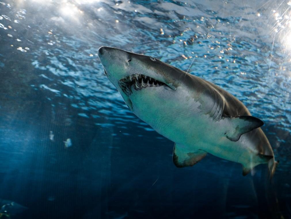 Ataque de tubarão branco deixa surfista com sérios ferimentos