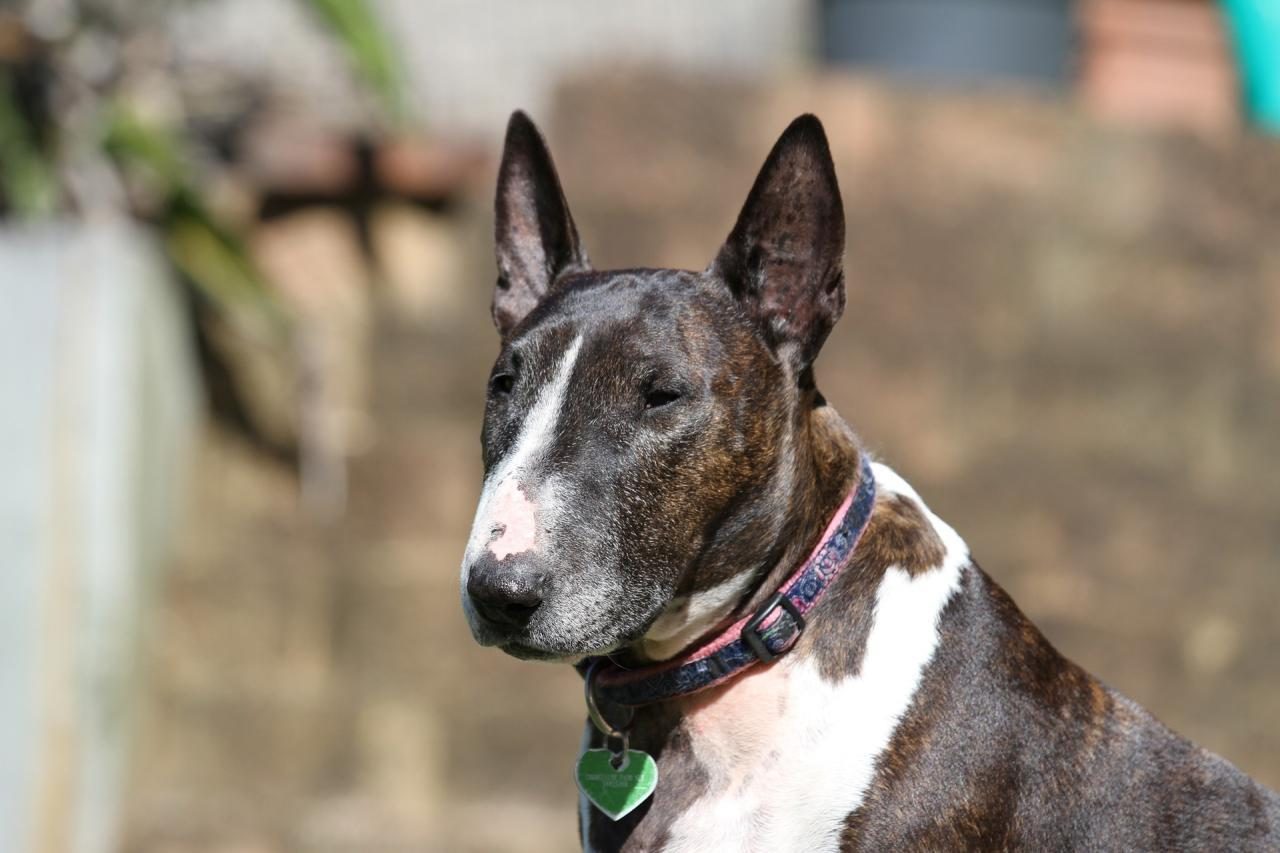 Cão encontrado morto junto a rio com tijolos presos na coleira