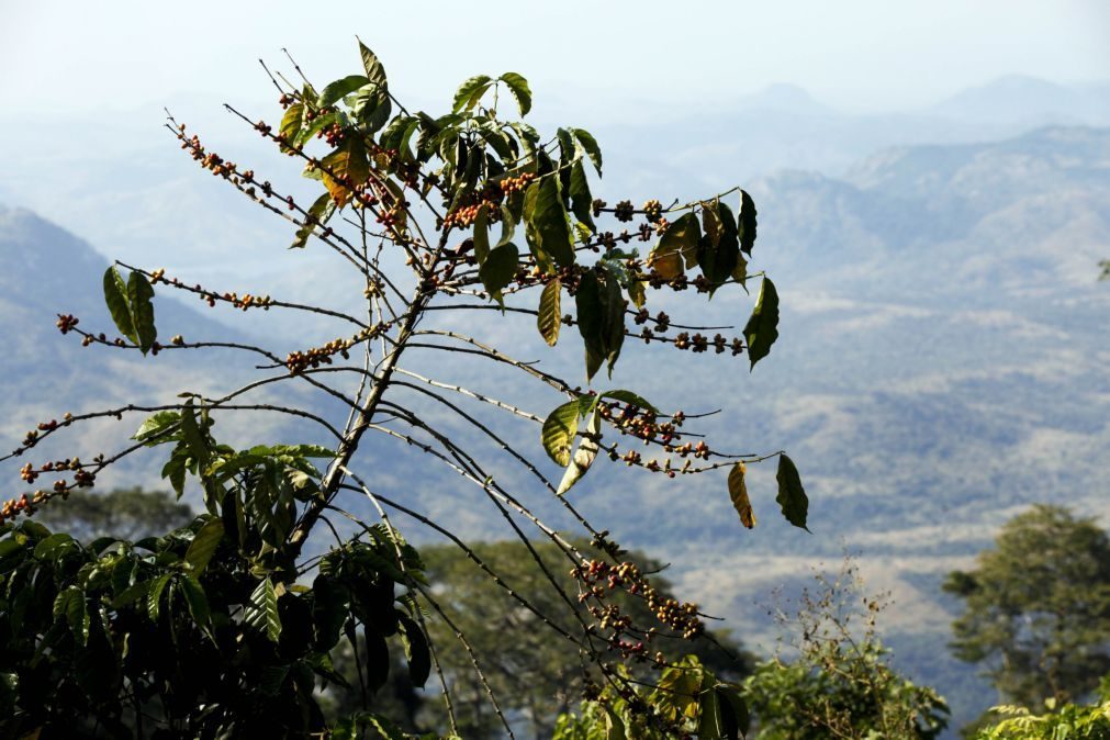 Polpa de bagas do café podem acelerar a regeneração de florestas tropicais