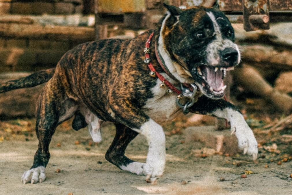 Abatido pela Polícia pitbull que atacou e matou criança de 2 anos