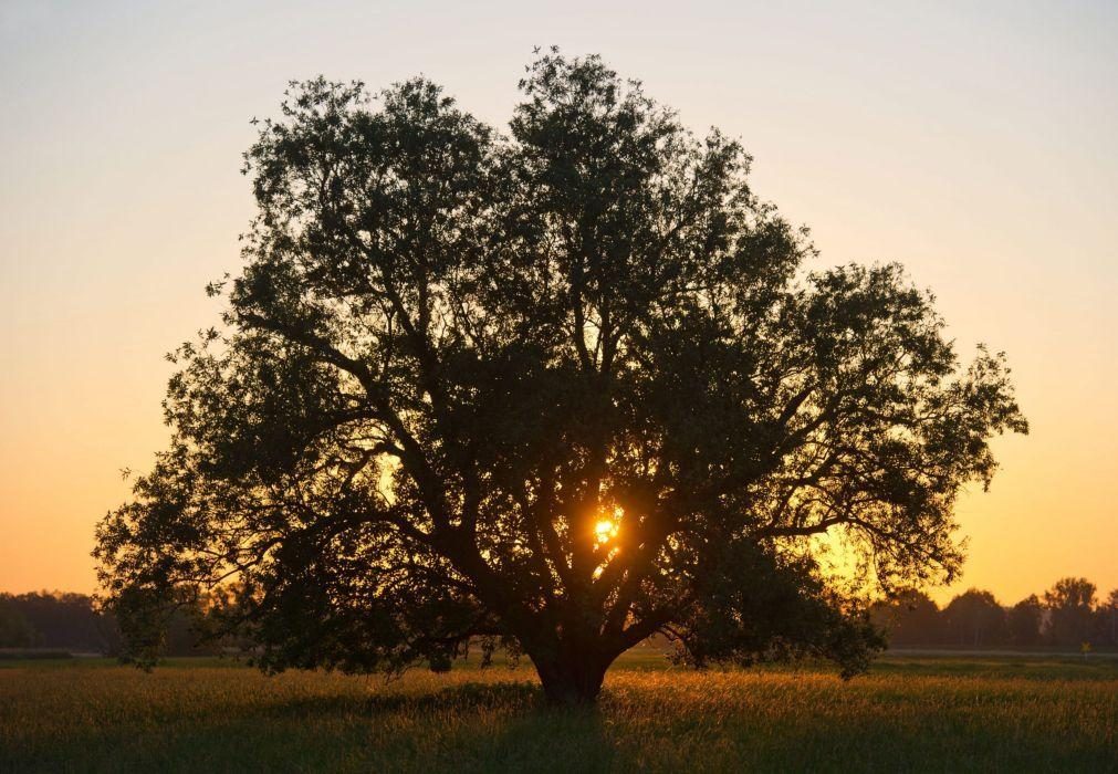 Agricultura intensiva tem influenciado declínio de sobreiros e azinheiras no País