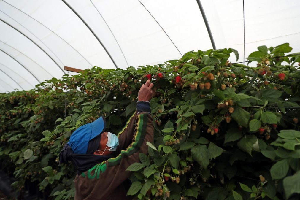 Covid-19: Governo impõe registo diário de trabalhadores de explorações agrícolas e construção