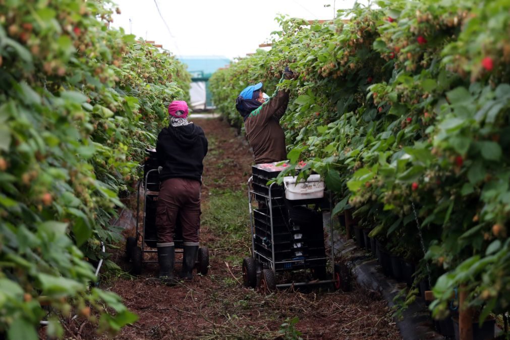 Covid-19: CAP quer trabalhadores testados e autorizados a regressar às explorações em Odemira