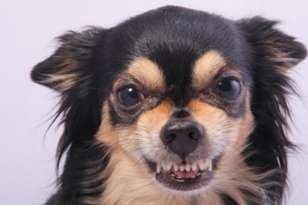 Por que são mais ferozes os cães de raça pequena?