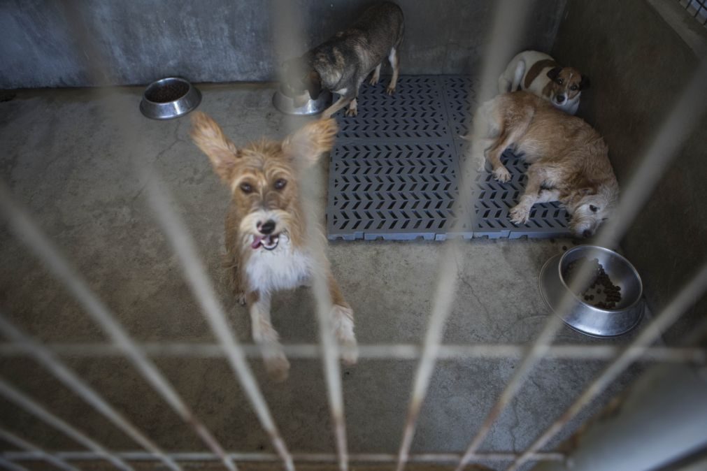 Canis municipais e associações recebem reforço de 7 milhões de euros