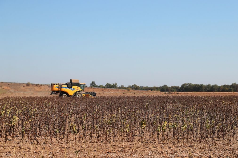 Seca leva agricultores do Alentejo a procurarem mais depósitos de água para o gado