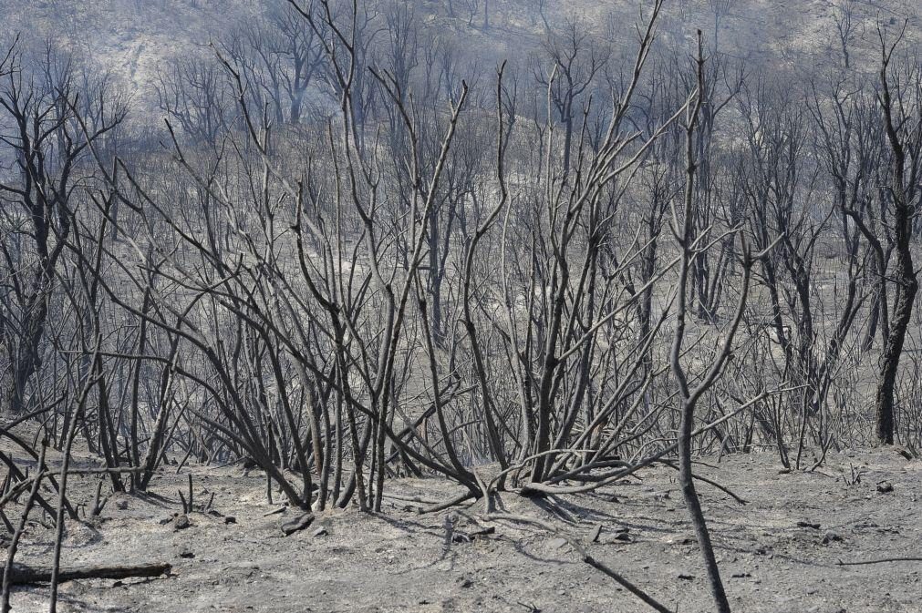 Incêndios não dão tréguas no sul de Itália e 11 mil hectares já arderam na Calábria